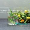 Pasabahce 1112359 - Ly thủy tinh Pasabahce Nova Water Tumbler Glass 135ml | Nhập Khẩu Thổ Nhĩ Kỳ