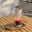 INS 21104 - Ly Thủy Tinh INS Strip Salsa Hight Ball 355ml | Thủy Tinh Cao Cấp
