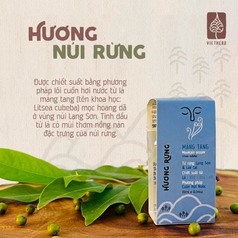  HƯƠNG RỪNG - TINH DẦU (LÁ) MÀNG TANG 