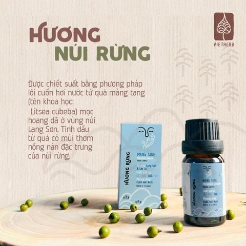  HƯƠNG RỪNG - TINH DẦU (QUẢ) MÀNG TANG 