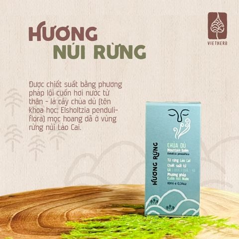  HƯƠNG RỪNG - TINH DẦU CHÙA DÙ 