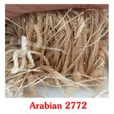  THẢM PHÒNG NGỦ MÀU VÀNG ARABIAN 2772 
