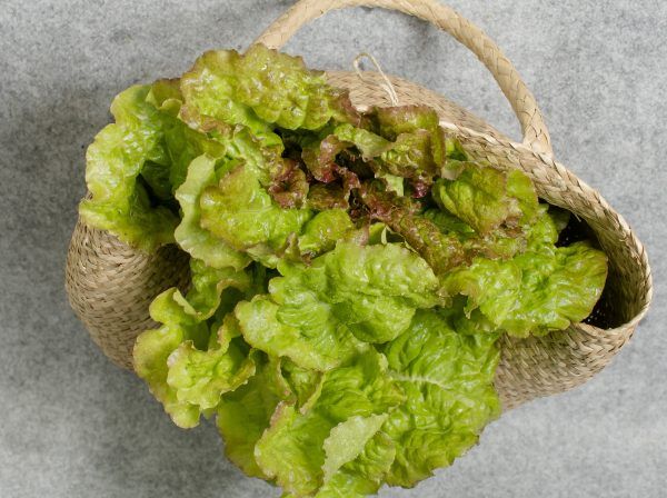  Xà lách mỡ đỏ hữu cơ- Organic Butterhead Lettuce- 1kg 