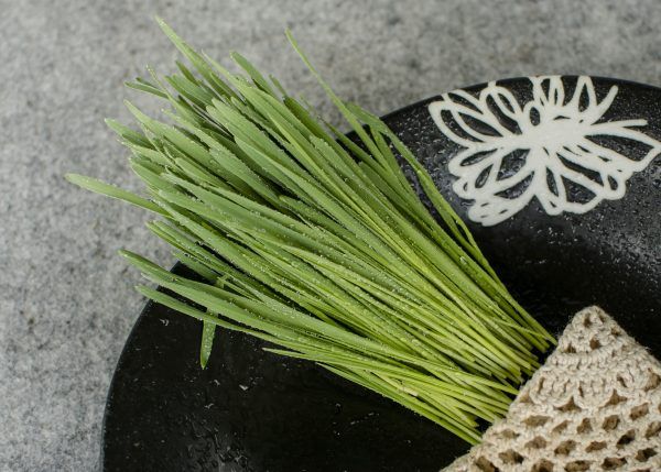  Tiểu mạch thảo hữu cơ- Organic Wheatgrass- 100 gr 