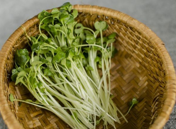  Rau mầm củ cải hữu cơ- Organic The Radish Sprout- 100gr 