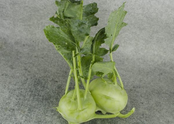  Su hào trắng hữu cơ – Organic White Kohlrabi – 500gr 