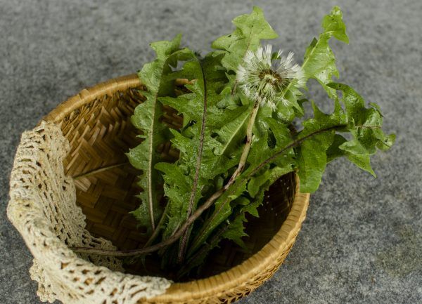  Bồ công anh hữu cơ- Organic Dandelion- 1kg 