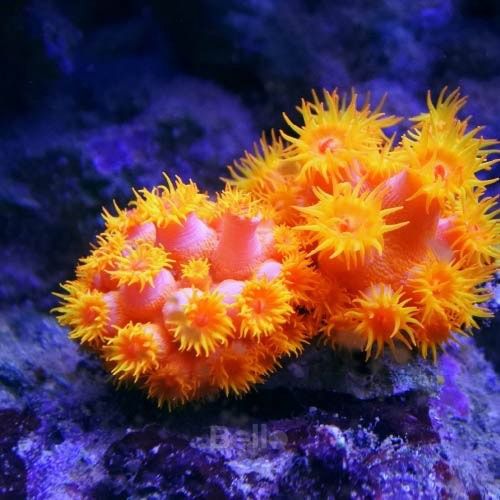  [LIMITED] Casio Baby-G BGA-280AQ-4A - Uy tín từ 2009, Tem vàng chống giả, Bảo hành 5 năm, Pin miễn phí trọn đời 