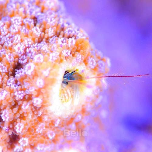  [LIMITED] Casio Baby-G BGA-280AQ-4A - Uy tín từ 2009, Tem vàng chống giả, Bảo hành 5 năm, Pin miễn phí trọn đời 