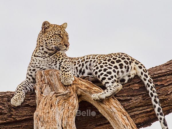  [LIMITED] Casio G-Shock GG-1000WLP-1A - Uy tín từ 2009, Tem vàng chống giả, Bảo hành 5 năm, Pin miễn phí trọn đời 