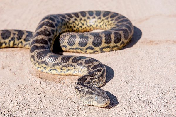  [LIMITED] Casio G-Shock GST-B300WLP-1A - Uy tín từ 2009, Tem vàng chống giả, Bảo hành 5 năm, Pin miễn phí trọn đời 