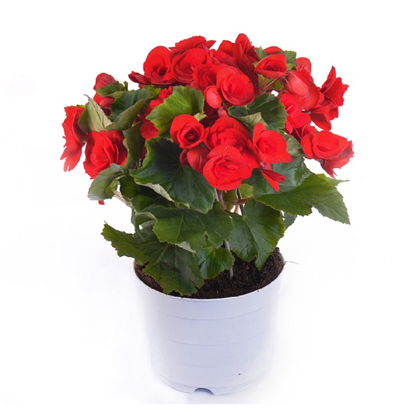 Chậu Thu Hải Đường