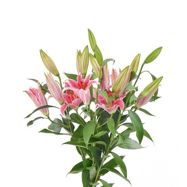 Hoa Lily