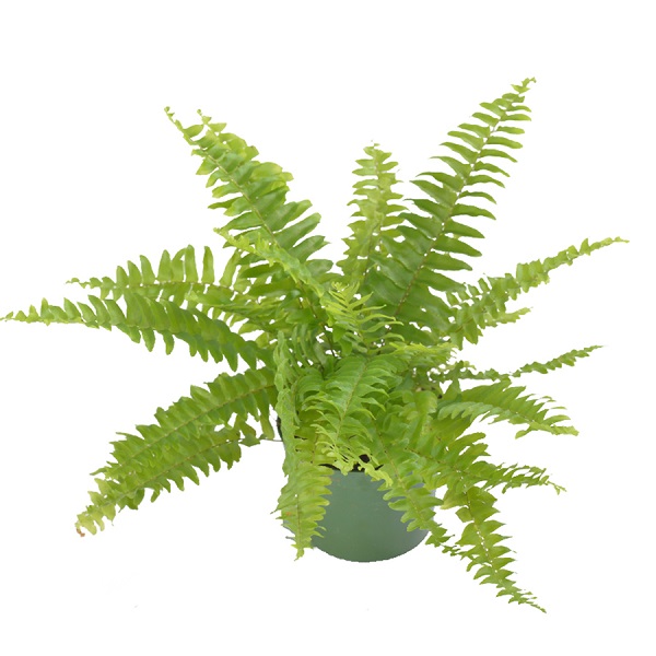 Chậu Dương Sĩ Mini