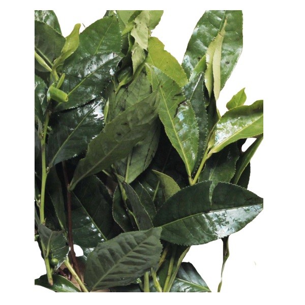 Chè Xanh Rau Cười Việt Nhật 200G