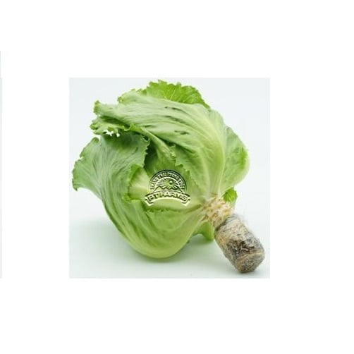 Xà Lách Mỹ Thủy Canh Đà Lạt Gói