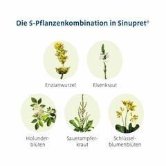 Sinupret Tropfen - Tinh chất điều trị viêm mũi, viêm xoang cấp tính, 100ml