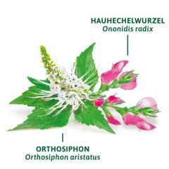 BAD HEILBRUNNER - Trà thảo dược cho bàng quang và thận, hỗ trợ hệ tiết niệu, hộp (8 gói x 1,8g).