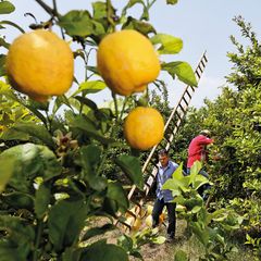 WELEDA Bio Refresh Shower Citrus - Sữa tắm thiên nhiên sảng khoái với hương chanh và cam, làm sạch & tăng dưỡng chất cho da, 200ml