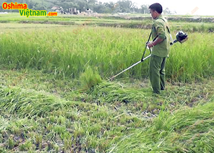 Máy Cắt Cỏ Aosheng AS330