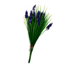 Cỏ hẹ Lavender