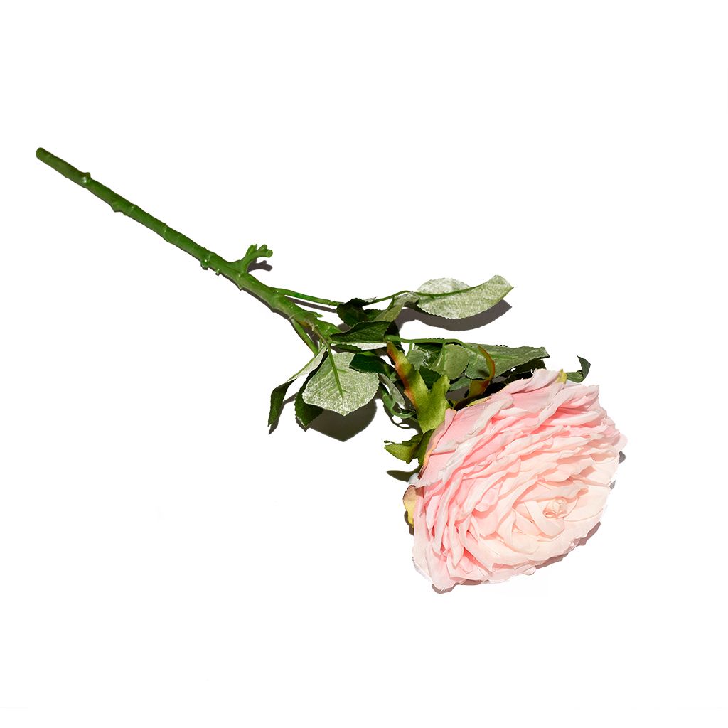 Hoa hồng bắp cải