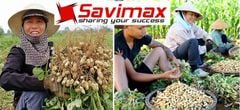 Máy tuốt lạc không dầu nổ Tk11