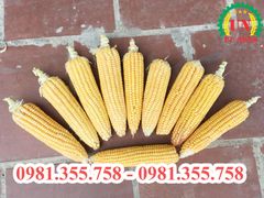 Máy bóc vỏ ngô 4 trục có quạt gió lớn
