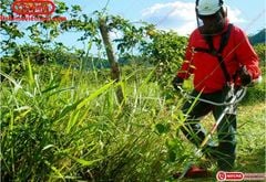 Máy cắt cỏ Oshima  CX 411