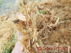 Máy băm nghiền đa năng cổ cao BNSV02
