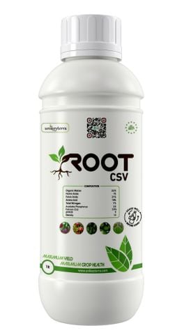 ROOT - BUNG RỄ CỰC MẠNH