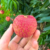  Vải trứng siêu to Phúc Hoà Bắc Giang ( size 18- 22 trái/kg ) 