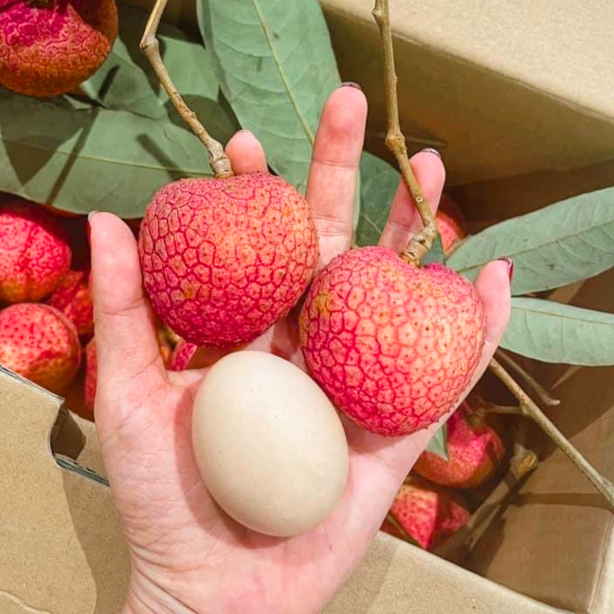  Vải trứng siêu to Phúc Hoà Bắc Giang ( size 18- 22 trái/kg ) 