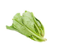 Cải xanh Vietgap