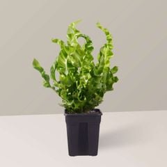 Cây dương xỉ tổ yến FM
