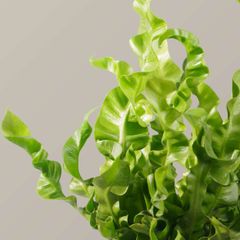 Cây dương xỉ tổ yến FM