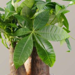 Cây kim ngân thủy sinh FM
