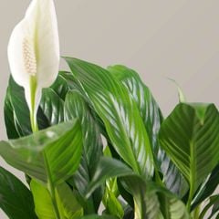 Cây lan ý thủy sinh FM