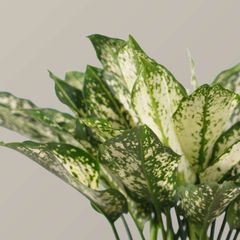 Cây ngọc ngân FM