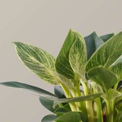 Cây trầu bà đế vương kim cương FM