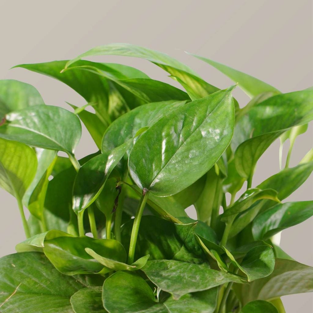  Cây trầu bà thủy sinh FM (I0020686) 