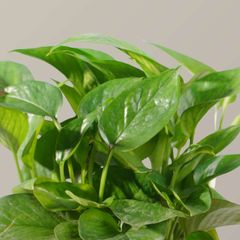 Cây trầu bà thủy sinh FM