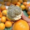Chanh leo ngọt Colombia tươi ngon tại Farmers Market