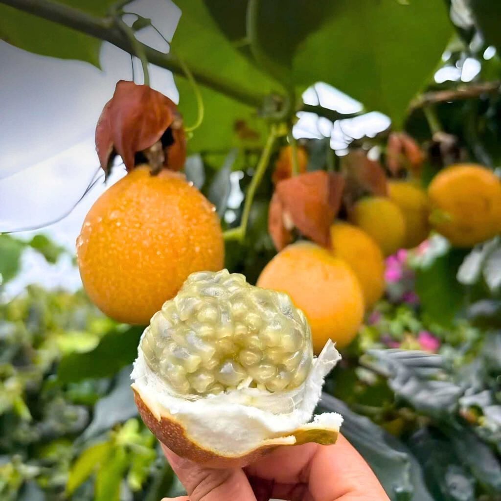  Chanh leo ngọt giống Colombia 