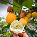  Chanh leo ngọt giống Colombia 