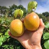  Chanh leo ngọt giống Colombia 