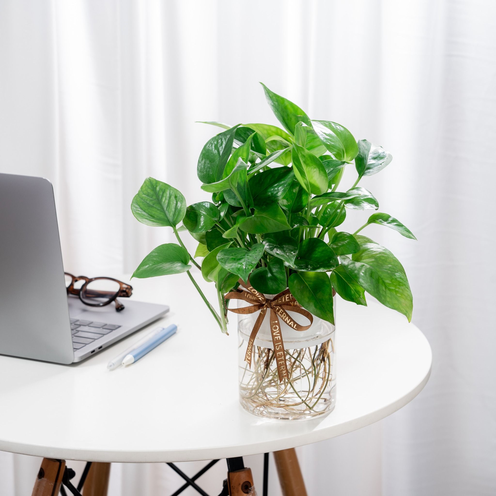  Chậu Cây Trầu Bà Lộc Thủy Sinh 