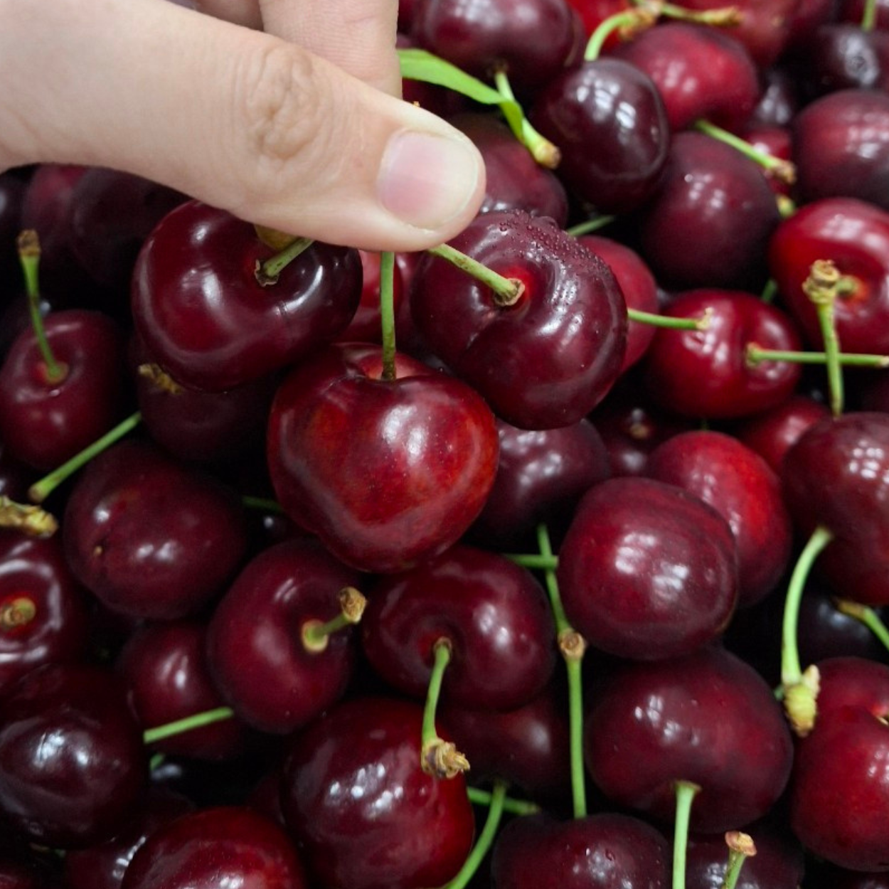  Cherry đỏ Mỹ size 8.5 - I0004739 