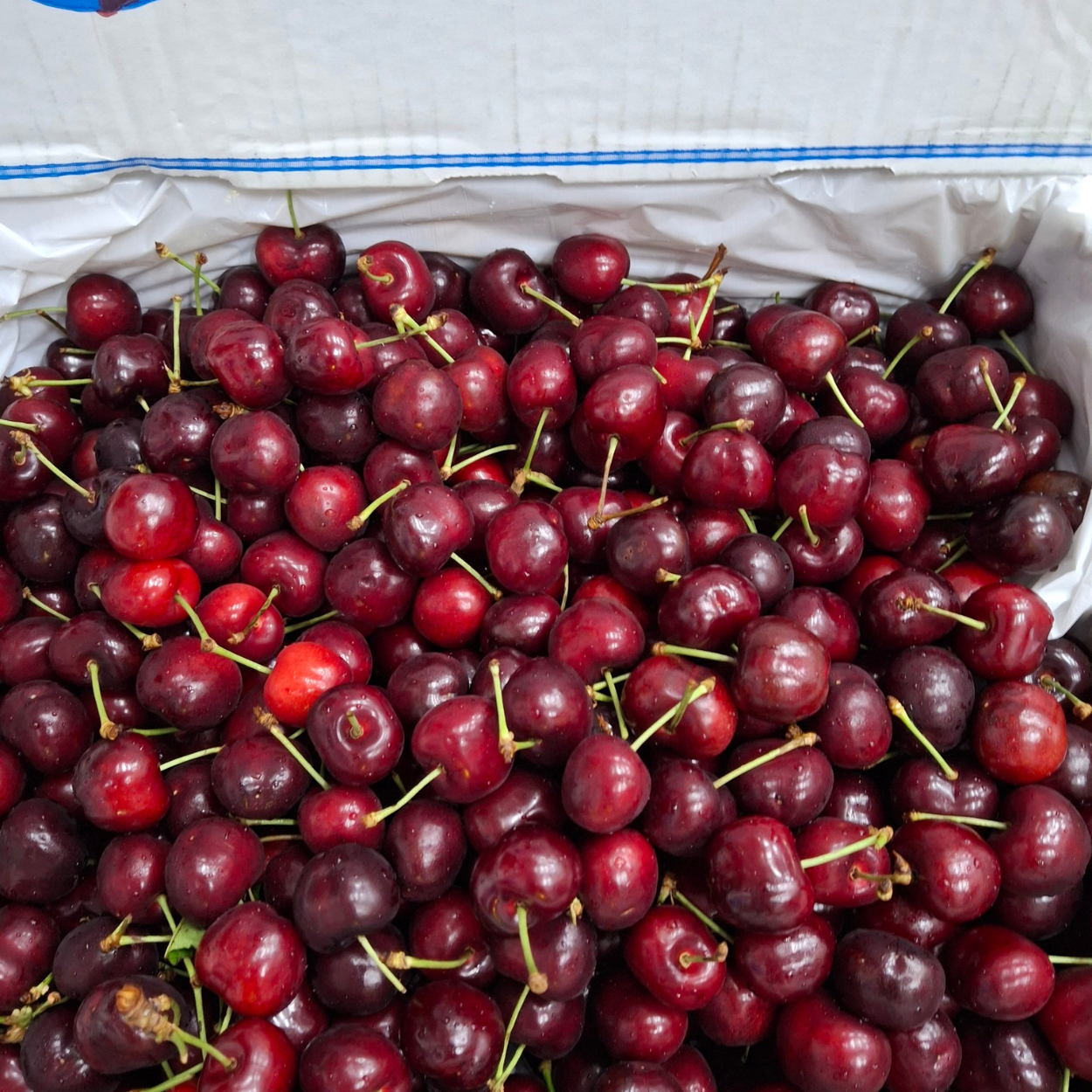  Cherry đỏ Mỹ size 8.5 - I0004739 