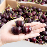  Cherry đỏ Mỹ size 9 (Hộp 200g) - I0004738 